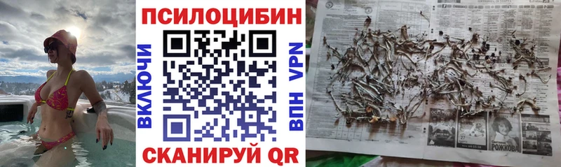 сколько стоит  Кингисепп  Галлюциногенные грибы Magic Shrooms 