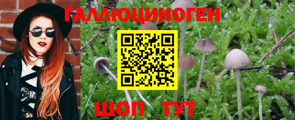 Псилоцибиновые грибы MAGIC MUSHROOMS Кингисепп