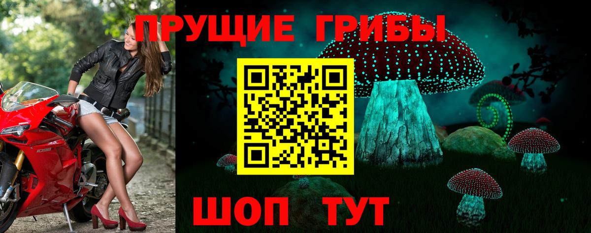 Галлюциногенные грибы мухоморы  Кингисепп  Галлюциногенные грибы Psilocybine cubensis 